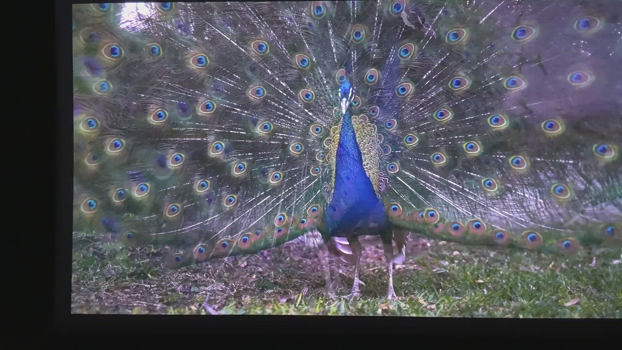 Projecteur laser à focale ultra courte Fengmi/Formovie 4K Max - 4 500 lumens ANSI