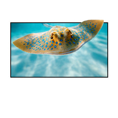 VIVIDSTORM White Cinema Fixed Frame Projector Screen